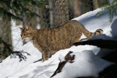 Beautiful European WildCats Photos