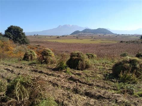 Richard Enticott on LinkedIn: Chamomile harvesting has started in Mexico and will continue into ...