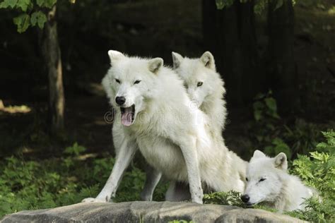 An Arctic Wolf Pack In A Forest Stock Image - Image: 43190617