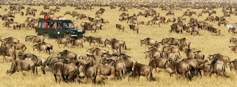 Kenya Safari Tours Packages - Kenya Safari Holidays - Kenyasafari.com