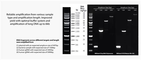 PCR Reagents