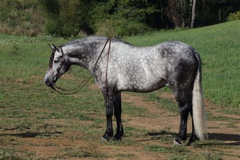 Take a Look At This Once-in-a-Lifetime Horse.