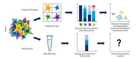 单细胞全转录组测序-康成生物丨数谱生物