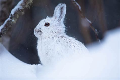 Changing: The Evolution of Boreal Forests - Blue Earth Alliance