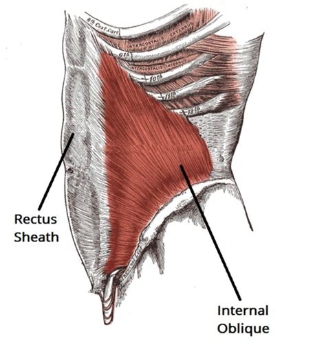 내복사근(Internal oblique abdominal muscles)/ 내복사근해부학/ 배안경사근/ 날씬한복부, 슬림한허리라인/요통 : 네이버 블로그