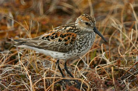 Western sandpiper | New Zealand Birds Online