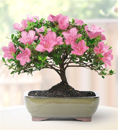 Brussel's Bonsai Live Azalea Outdoor Bonsai Tree - 8 Years Old 12" to ...