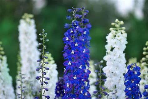 Larkspur Purple Flower Meaning | Best Flower Site