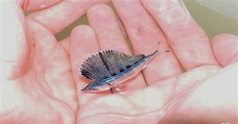 A Baby Sailfish : aww