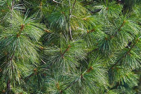 The Best Pine, Fir, and Spruce Identification Guide | Gardener’s Path