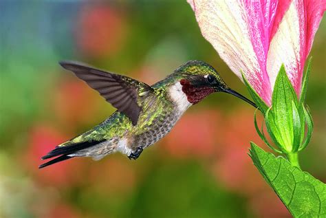 Hummingbird Feeding On Hibiscus by DansPhotoArt on flickr