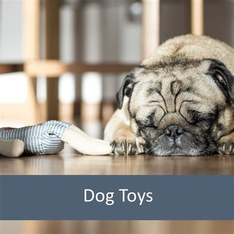 Pet Toys for Elderly Pets | Elderly Pet Organization