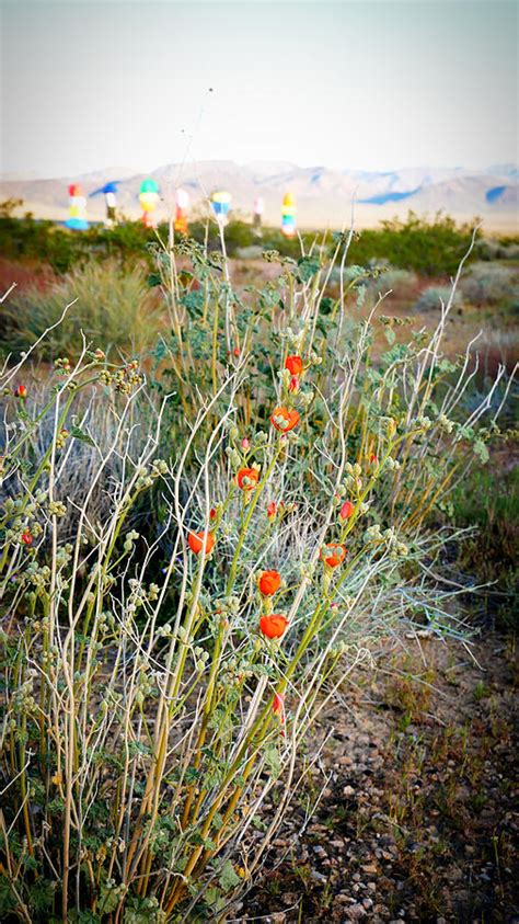 Nevada Desert Flowers Photograph by Frizzles Fotos | Pixels