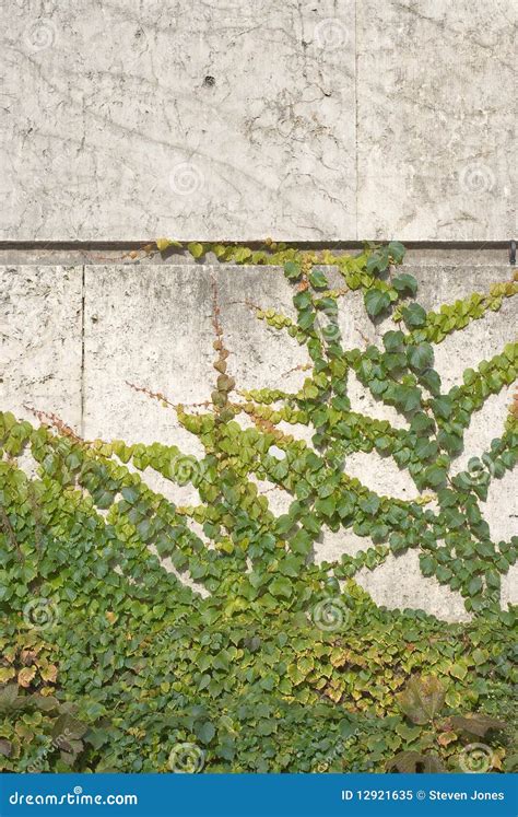 Climbing Vines of Ivy stock image. Image of ornate, greenery - 12921635