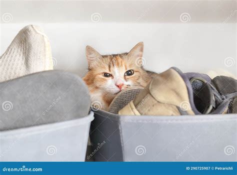 Cute Cat Lying in Shoe Box in Closet. Stock Image - Image of anxiety ...