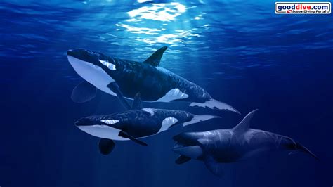 🔥 Download Upe Orca Full HD Pictures Wallpaper by @jakecohen | Free Orca Wallpapers, Orca Whale ...