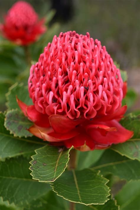 Royalty-free waratah photos free download | Pxfuel