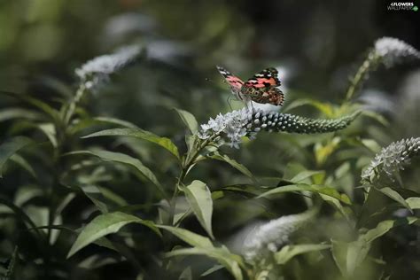 Flowers, Buddleia, Painted Lady, White, butterfly - Flowers wallpapers ...