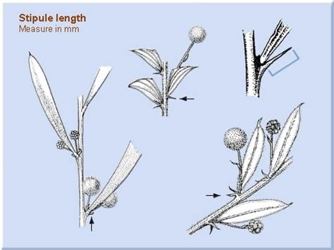 Stipule length