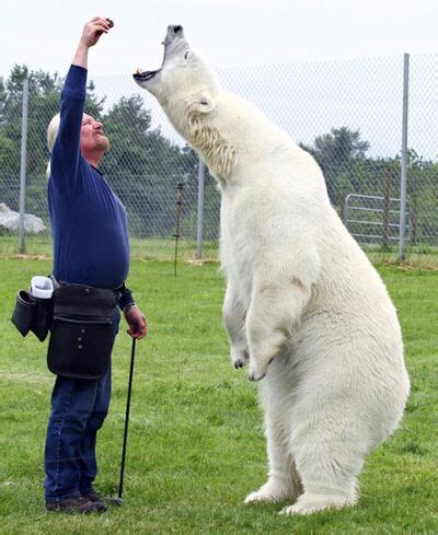 Bear Size Comparison, A polar bears size compared to a human : interestingasfuck, Black bears ...