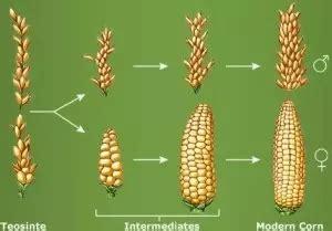 Genetically Modified Maize