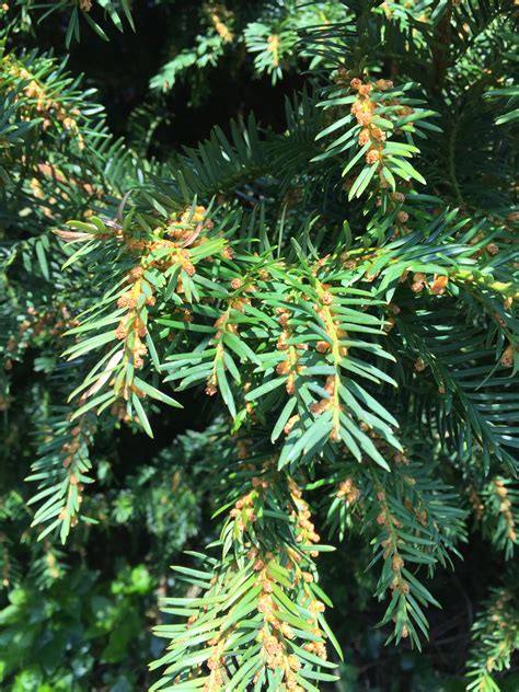 Tree of the Week - Part 8: Common Yew - Tree Heritage