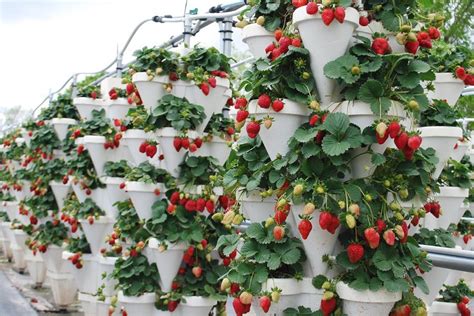 Strawberry Tower Garden: The Ideal Space Saver