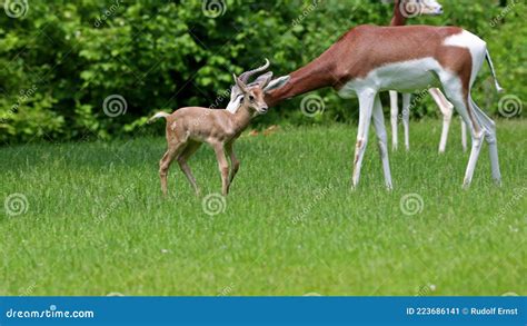 Dama Gazelle, Gazella Dama Mhorr or Mhorr Gazelle. Mother with Baby ...