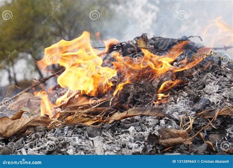 Burning leafs in autumn stock image. Image of burn, bonfire - 131289663