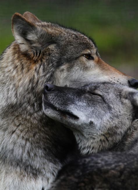 LittlePawz - Wolves are thought to mate for life and often...