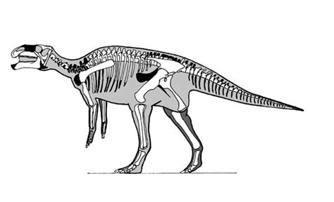 Bactrosaurus Pictures & Facts - The Dinosaur Database