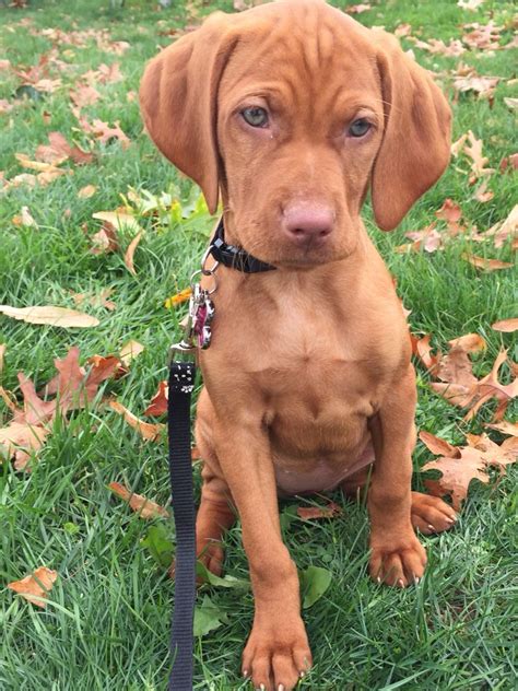 Vizslas , Daisy at 8 weeks Animals And Pets, Funny Animals, Cute Dogs ...