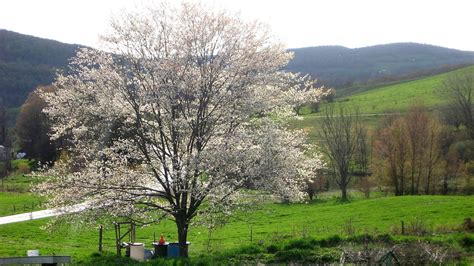 Shadblow Serviceberry Tree - Tree Choices