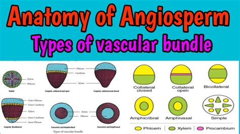 Types of vascular bundle || variations in vascular bundle types ...