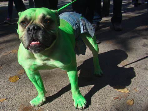 you wouldn't like him when he's angry | Hulk Dog! As seen on… | Flickr