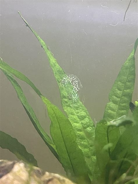 Snail eggs? : r/aquarium