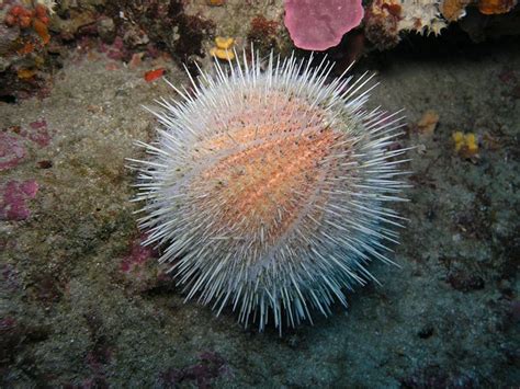 How To Remove Sea Urchin Spines | HubPages