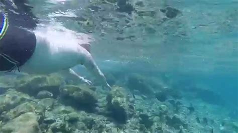 Curacao Snorkeling - Sunscape Resort - YouTube