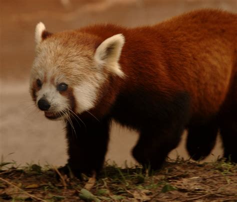 Red Panda | A red panda at the Oklahoma City Zoo | Brian Wright | Flickr