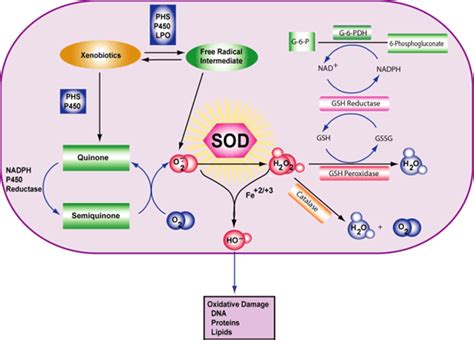 5 Science-based Benefits of Superoxide Dismutase (SOD)