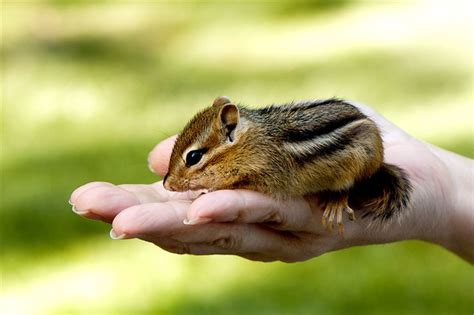 Baby Chipmunk | Don Bowen | Flickr