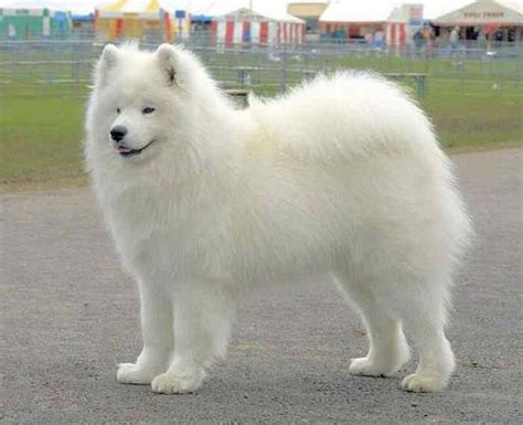 Fluffy Dog Breeds: Cute and Funny Dog - Dog Breeders Guide