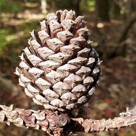 Loblolly Pine (Pinus taeda) Cone | Western Carolina Botanical Club