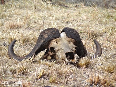 Explain To Me Cape Buffalo Horns | AfricaHunting.com