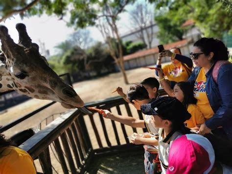 EL ZOO DE CULIACÁN ABRIRÁ NAVIDAD Y AÑO NUEVO – Revistas Culiacán