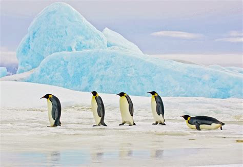 Antarctica Adventure Cruises & Tours - Kayaking, Camping &Hiking