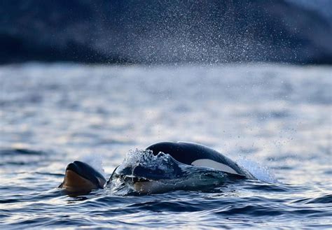 Koen on Instagram: “Tiny baby orca swimming along side its babysitter ...