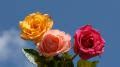 Rose wallpaper - beautiful roses