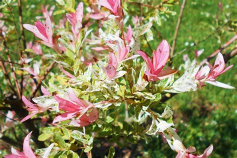 Dappled Willow Tree Care | Plantly