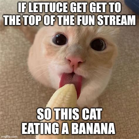 Cat eats a banana on fun stream - Imgflip